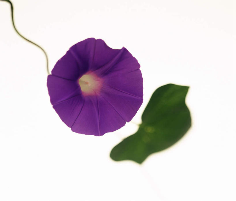 无人,横图,俯视,室外,白天,白色背景,植物,喇叭花,叶子,盛开,绿叶,花,花瓣,花朵,花卉,鲜花,一朵,紫色,花蕊,嫩叶,摄影,影棚,牵牛,牵牛子,勤娘子,碧冬茄,朝颜花,灵芝牡丹,牵牛花,叶,叶片,彩图,高角度拍摄,影棚拍摄,拍摄