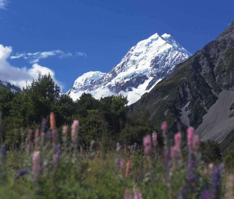 无人,横图,室外,白天,仰视,旅游,度假,花海,花圃,美景,森林,山,山脉,树林,雪,植物,大雪,新西兰,许多,盛开,积雪,景观,山峰,雪景,冬季,冬天,山峦,花蕾,娱乐,花,花瓣,花朵,花卉,鲜花,树,树木,蓝色,绿色,蓝天,天空,自然,花丛,花田,群山,天,花苞,花蕊,享受,休闲,景色,放松,寒冷,生长,晴朗,成长,自然风光,大洋洲,万里无云,严寒,库克山,南阿尔卑斯山脉,纽西兰,晴空,晴空万里,彩图,低角度拍摄
