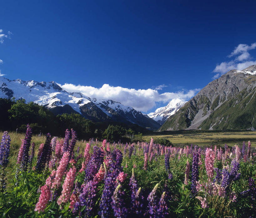 无人,横图,室外,白天,仰视,爱情,旅游,度假,花海,花圃,美景,山,树林,植物,风信子,新西兰,许多,盛开,景观,山峰,云,云朵,山峦,花蕾,云彩,娱乐,花,花瓣,花朵,花卉,鲜花,树,树木,蓝色,绿色,紫色,白云,蓝天,天空,自然,花丛,花田,天,花苞,花蕊,享受,休闲,景色,放松,生长,晴朗,成长,悲伤,喜悦,自然风光,大洋洲,怀念,悲哀,库克山,南阿尔卑斯山脉,纽西兰,晴空,彩图,低角度拍摄