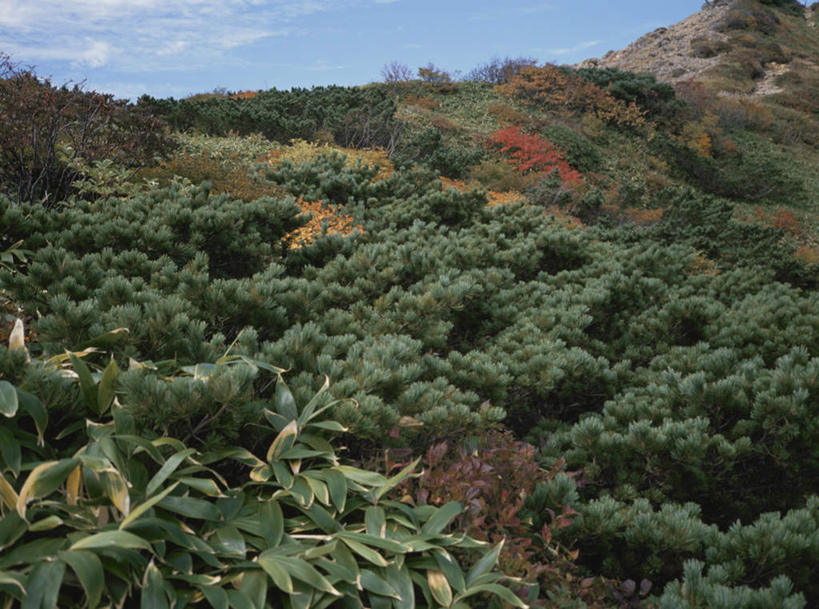无人,横图,俯视,室外,白天,旅游,度假,草地,草坪,美景,森林,山,山脉,树林,植被,植物,日本,亚洲,景观,山峰,云,云朵,山峦,云彩,娱乐,草,树,树木,蓝色,绿色,白云,蓝天,天空,自然,群山,天,享受,休闲,景色,放松,生长,晴朗,成长,自然风光,东亚,本州,关东地方,本州岛,日本国,栃木,栃木县,晴空,彩图,高角度拍摄