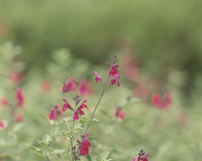 无人,横图,俯视,室外,特写,白天,旅游,度假,美景,植物,叶子,神奈川,日本,亚洲,许多,阴影,朦胧,模糊,盛开,光线,影子,景观,绿叶,神奈川县,娱乐,花,花瓣,花朵,花卉,鲜花,红色,阳光,自然,花蕊,享受,休闲,嫩叶,景色,放松,恋爱,一串红,自然风光,东亚,本州,关东地方,本州岛,日本国,爆仗红,炮仗红,叶,叶片,彩图,高角度拍摄
