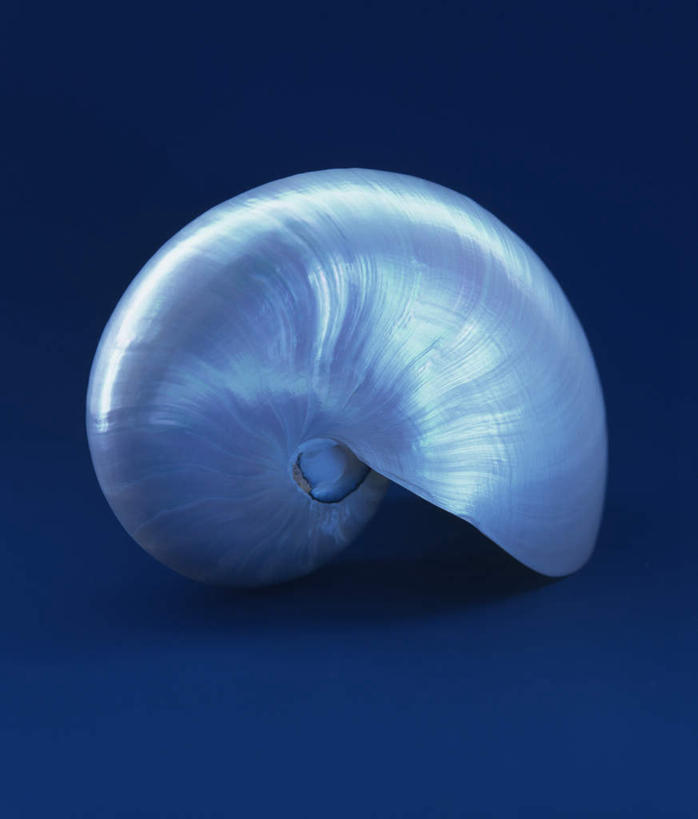 无人,竖图,俯视,室外,白天,桌面,贝壳,蓝色背景,一只,白色,摄影,活泼,影棚,贝类外壳,海螺壳,软体动物外壳,彩图,高角度拍摄,影棚拍摄,拍摄