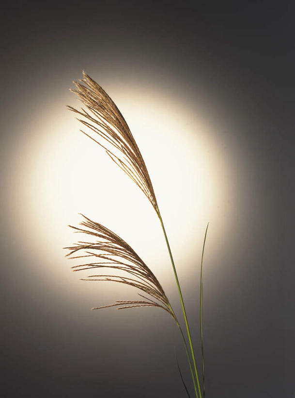 无人,竖图,室内,特写,白天,正面,农作物,小麦,日落,太阳,一棵,黑色背景,晚霞,霞光,谷物,水稻,稻,黄昏,稻谷,稻子,彩霞,摄影,麦子,影棚,夕阳,彩图,影棚拍摄,拍摄