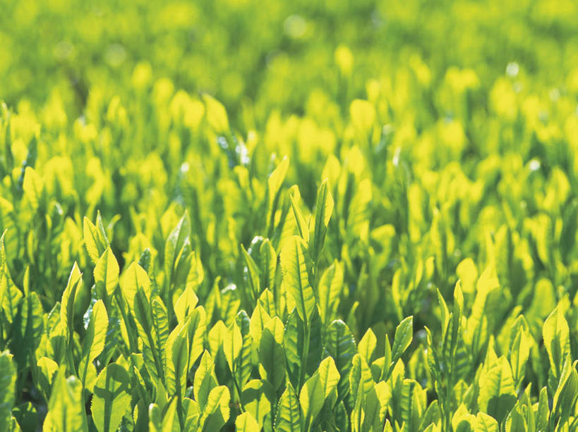 无人,横图,俯视,室外,特写,白天,幸福,美景,茶,叶子,许多,朦胧,模糊,景观,茶叶,绿叶,娱乐,茶园,黄色,绿色,自然,享受,休闲,温馨,嫩叶,景色,放松,乐趣,提神,舒适,自然风光,醒脑,叶,叶片,彩图,高角度拍摄