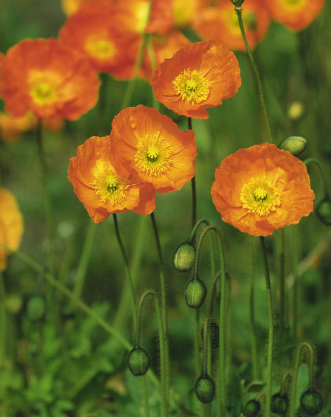 无人,竖图,俯视,室外,白天,美景,植物,罂粟,日本,亚洲,朦胧,模糊,盛开,景观,绿叶,千叶县,花,花瓣,花朵,花卉,鲜花,黄色,自然,花蕊,嫩叶,景色,自然风光,东亚,本州,关东地方,本州岛,日本国,千叶,冰岛罂粟,冰岛虞美人,橘黄罂粟,裸茎罂粟,小罂粟,岩罂粟,野罂粟,叶片,彩图,高角度拍摄