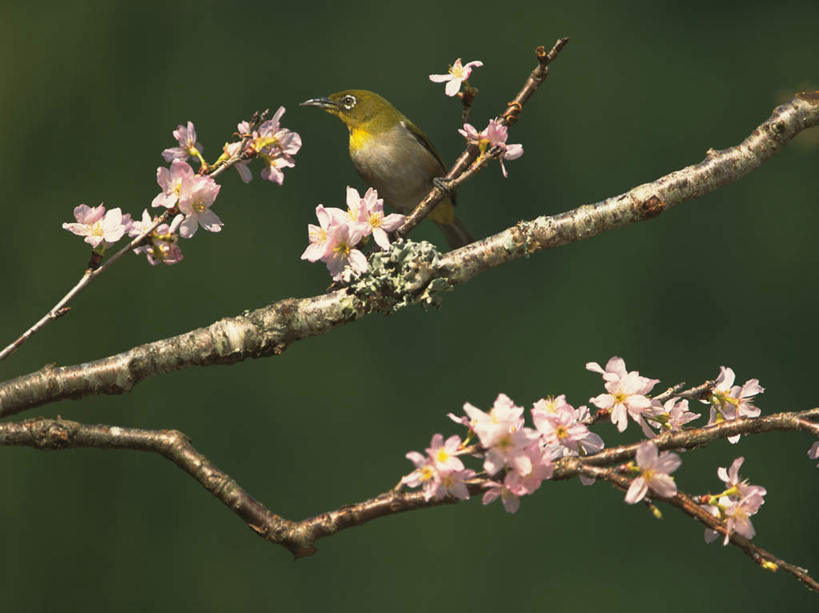 无人,站,横图,室外,白天,正面,旅游,度假,幸福,纯洁,美景,植物,樱花,鸟,一棵,绿色背景,鸟类,景观,枝条,注视,停留,娱乐,树,树干,树木,树枝,一只,绿色,自然,看,站着,享受,休闲,景色,放松,生长,成长,观看,等待,生命,关注,自然风光,仙樱花,福岛樱,青肤樱,高尚,绣眼鸟,热烈,荆桃,站立,彩图,全身