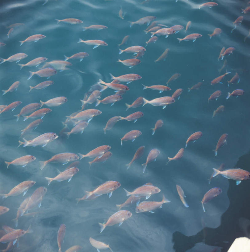 无人,竖图,俯视,室外,白天,美景,许多,金鱼,鱼,景观,水池,水塘,注视,鱼类,红色,自然,观察,看,景色,游,河塘,观看,察看,关注,自然风光,观赏鱼,金鲫鱼,半身,彩图,高角度拍摄