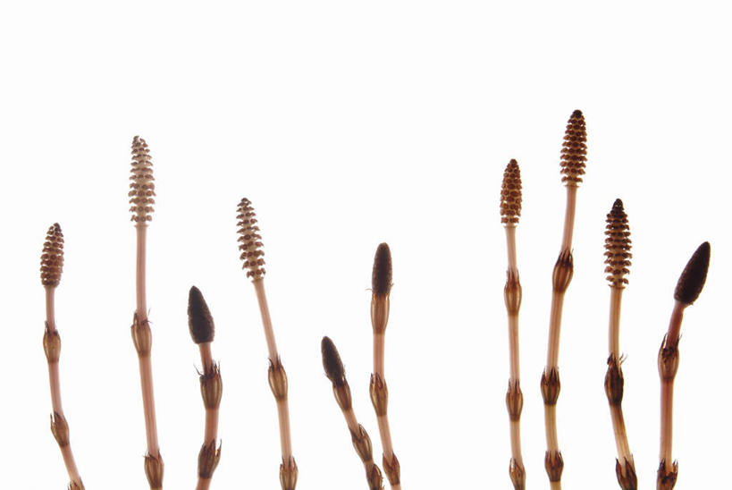 无人,横图,俯视,室内,特写,白天,白色背景,桌面,桌子,一排,许多,整齐,木制,排列,木制品,摄影,影棚,队列,问荆,接续草,公母草,搂接草,空心草,马蜂草,猪鬃草,黄蚂草,节节草,接骨草,彩图,高角度拍摄,影棚拍摄,拍摄