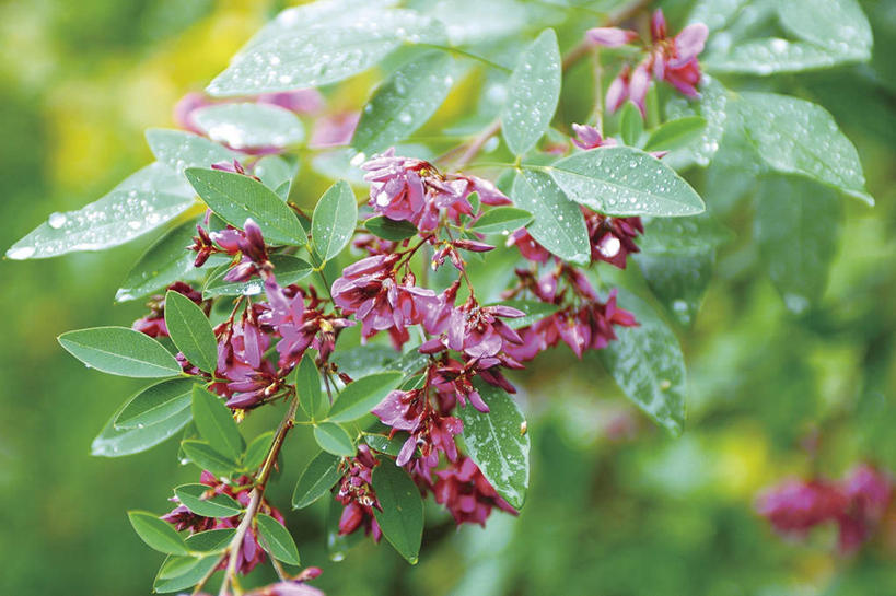 无人,横图,俯视,室外,特写,白天,花海,花圃,美景,植物,许多,朦胧,模糊,盛开,景观,花蕾,花,花瓣,花朵,花卉,鲜花,绿色,紫色,自然,花丛,花田,花苞,花蕊,景色,生长,成长,自然风光,豆叶柴,杭子梢,帚条,胡枝条,胡枝子,随军茶,沈思,害羞,彩图,高角度拍摄
