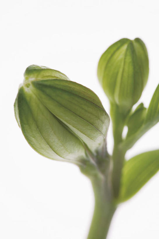 无人,竖图,室内,特写,白天,白色背景,正面,纯洁,植物,静物,阴影,朦胧,模糊,反射,影子,绿叶,小苍兰,花蕾,花瓣,花朵,花卉,鲜花,两朵,花苞,嫩叶,摄影,影棚,清香,浓情,麦兰,小菖兰,雪兰,洋晚香玉,叶片,彩图,影棚拍摄,拍摄
