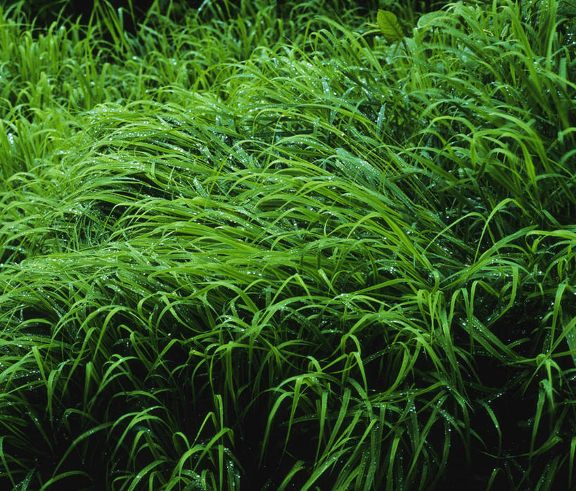 无人,横图,俯视,室外,白天,旅游,度假,草地,草坪,美景,植物,阴影,光线,影子,景观,水滴,娱乐,水珠,草,绿色,阳光,自然,享受,休闲,景色,放松,威胁,灾难,自然风光,飓风,台风,暴风,危险,彩图,高角度拍摄