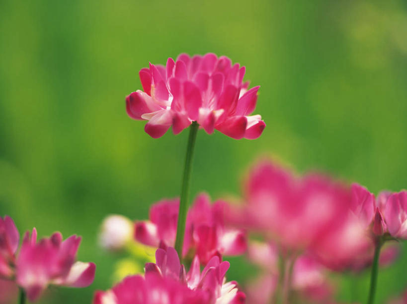 无人,横图,室外,特写,白天,正面,旅游,度假,花海,花圃,美景,植物,许多,阴影,朦胧,模糊,盛开,光线,影子,景观,花蕾,娱乐,花,花瓣,花朵,花卉,鲜花,粉色,绿色,阳光,自然,花丛,花田,花苞,花蕊,享受,休闲,景色,放松,生长,成长,自然风光,紫云英,红花草,翘摇,彩图