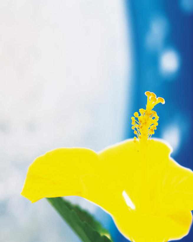 无人,竖图,俯视,室内,特写,白天,植物,阴影,朦胧,模糊,盛开,反射,影子,花,花瓣,花朵,花卉,鲜花,一朵,黄色,花蕊,摄影,影棚,芙蓉,芙蓉花,木芙蓉,拒霜花,地芙蓉,彩图,高角度拍摄,影棚拍摄,拍摄