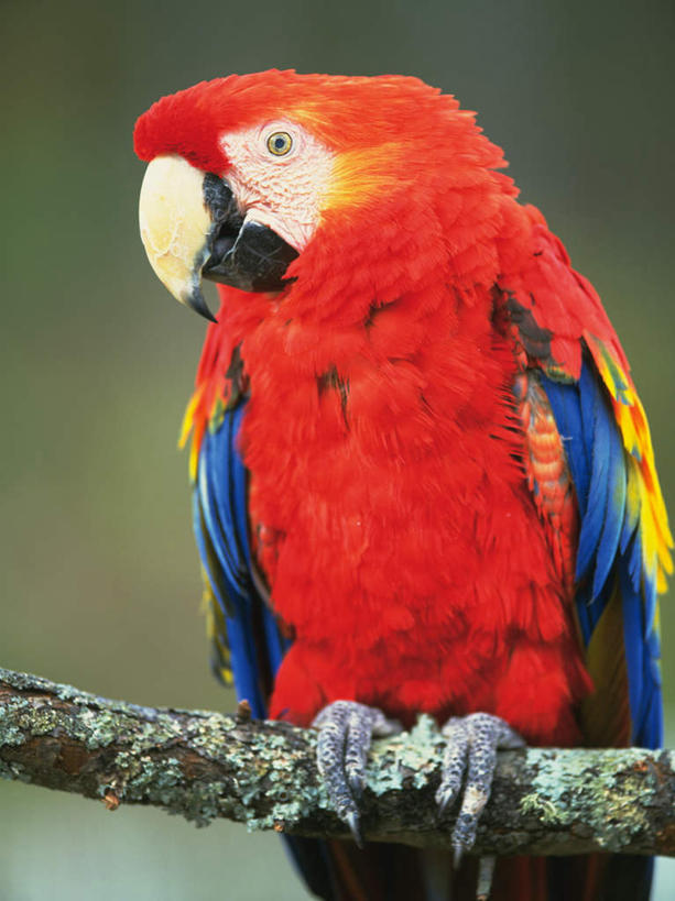 无人,站,竖图,室外,特写,白天,正面,鸟,野生动物,鹦鹉,朦胧,模糊,鸟类,注视,树枝,一只,红色,动物,观察,看,站着,可爱,活泼,观看,察看,金刚鹦鹉,关注,绯红金刚鹦鹉,红黄金刚鹦鹉,五彩金刚鹦鹉,观赏鸟,站立,半身,彩图