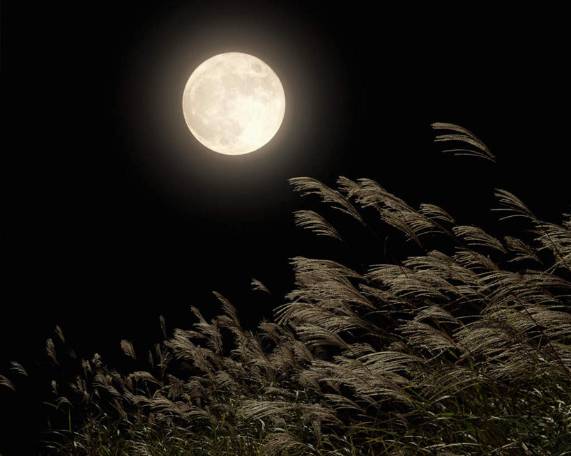 无人,横图,室外,夜晚,仰视,旅游,度假,草地,草坪,美景,景观,月亮,满月,芒草,月光,娱乐,草,自然,享受,休闲,景色,放松,明亮,自然风光,五节芒,皎洁,管草,管芒,寒芒,彩图,低角度拍摄