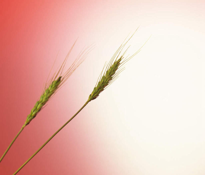无人,横图,室内,特写,白天,正面,农作物,小麦,红色背景,谷物,两个,绿色,稻谷,稻子,摄影,麦子,影棚,两株,彩图,影棚拍摄,拍摄