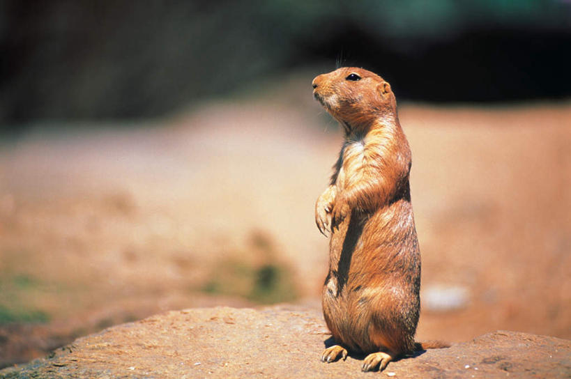 无人,站,横图,室外,特写,白天,侧面,道路,路,公路,野生动物,阴影,朦胧,模糊,光线,影子,交通,注视,一只,阳光,动物,观察,看,站着,可爱,活泼,观看,察看,关注,土拨鼠,凶猛,旱獭,天竺鼠,马路,站立,彩图,全身