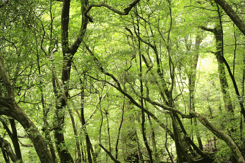 无人,横图,室外,白天,正面,旅游,度假,美景,植物,鹿儿岛,日本,亚洲,景观,娱乐,树,树木,绿色,自然,享受,休闲,景色,放松,生长,成长,自然风光,东亚,日本国,九州本岛,九州,九州岛,九州地方,鹿儿岛县,彩图