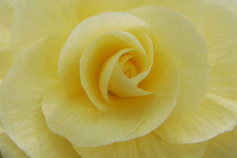 无人,横图,俯视,室内,特写,白天,旅游,度假,美景,植物,海棠花,盛开,景观,海棠,娱乐,花,花瓣,花朵,花卉,鲜花,一朵,黄色,自然,花蕊,享受,休闲,景色,放松,自信,呵护,秋海棠,自然风光,八月春,解语花,相思草,岩丸子,彩图,高角度拍摄