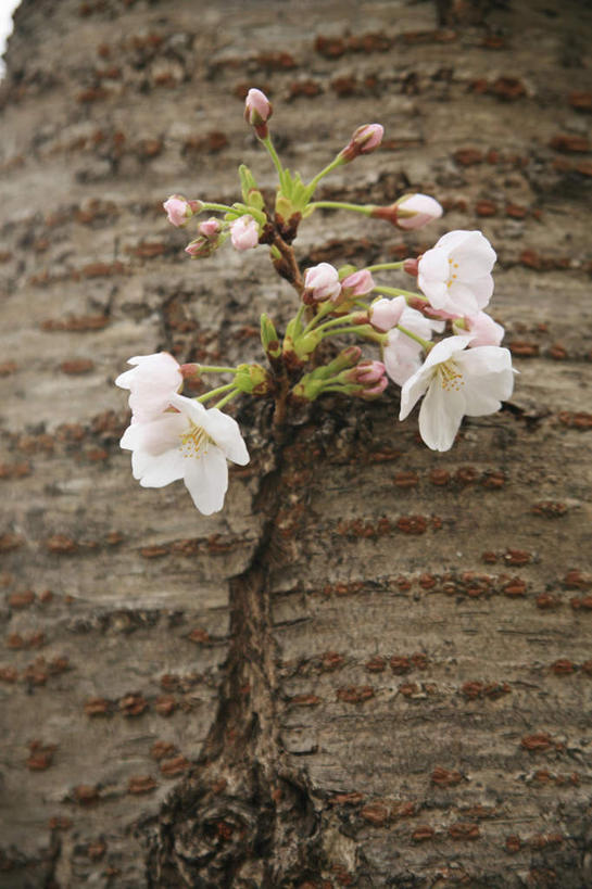 无人,竖图,室外,白天,仰视,旅游,度假,幸福,纯洁,美景,植物,樱花,奈良县,日本,亚洲,盛开,景观,花蕾,娱乐,花,花瓣,花朵,鲜花,树,树木,两朵,粉色,绿色,自然,花苞,花蕊,享受,休闲,景色,放松,生长,成长,等待,生命,自然风光,东亚,本州,本州岛,日本国,近畿地方,奈良,近畿,仙樱花,福岛樱,青肤樱,高尚,热烈,荆桃,彩图,低角度拍摄