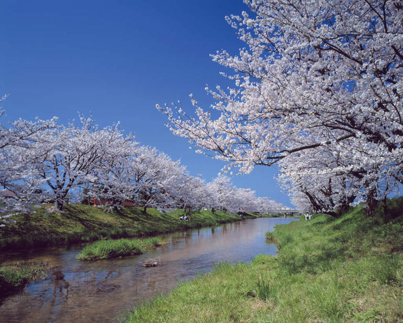 无人,横图,室外,白天,正面,旅游,度假,幸福,纯洁,河流,美景,水,植物,樱花,日本,亚洲,盛开,河水,景观,水流,花蕾,娱乐,花,花瓣,花朵,鲜花,树,树木,蓝色,绿色,蓝天,天空,自然,天,花苞,花蕊,享受,休闲,景色,放松,生长,成长,等待,生命,自然风光,东亚,本州,本州岛,日本国,中国地方,仙樱花,福岛樱,青肤樱,高尚,热烈,岛根,岛根县,荆桃,彩图