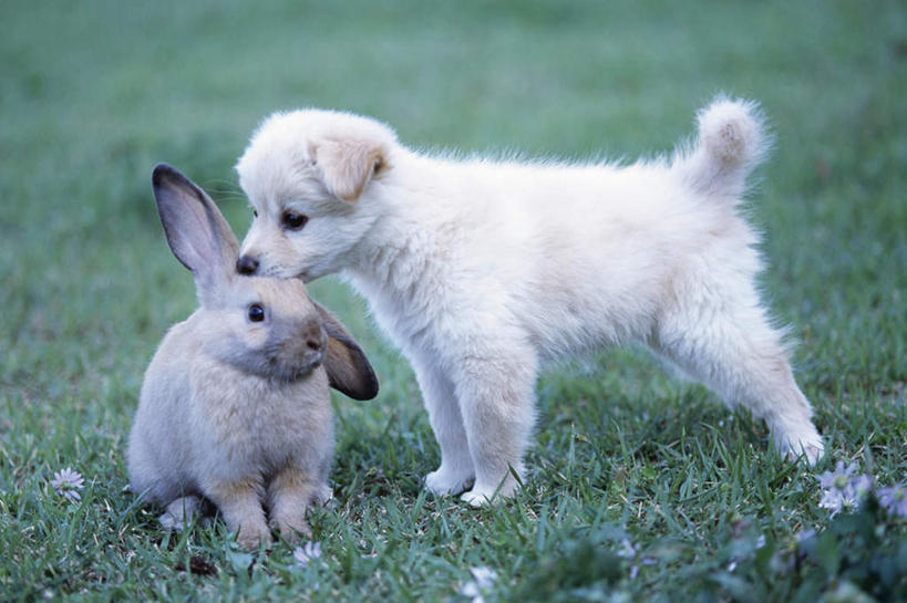 无人,伙伴,朋友,站,坐,横图,室外,白天,侧面,游戏,友谊,草地,草坪,植物,哺乳动物,宠物,狗,兔子,玩,娱乐,闻,草,绿色,动物,站着,两只,休闲,可爱,活动,兔,发泄,消遣,智力,忠诚,宣泄,垂耳兔,友情,犬,玩耍,嬉戏,站立,坐着,彩图,全身