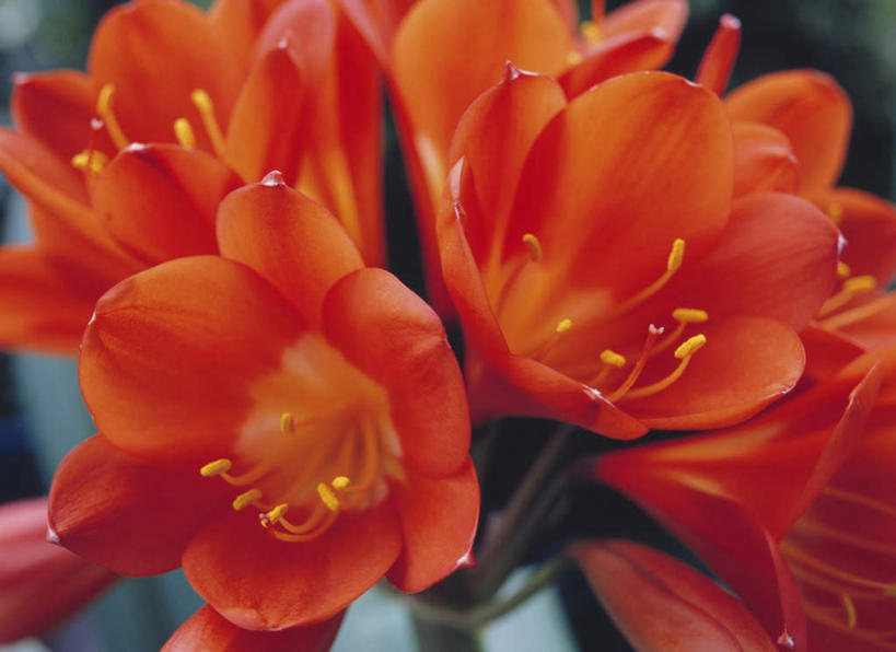 无人,横图,俯视,室外,特写,白天,幸福,美景,君子兰,阴影,朦胧,模糊,盛开,光线,影子,景观,花蕾,花,花瓣,花朵,鲜花,阳光,自然,花苞,花蕊,橙色,景色,威武,吉祥,富贵,坚强,自然风光,不屈,昌盛,繁荣,刚毅,美满,彩图,高角度拍摄