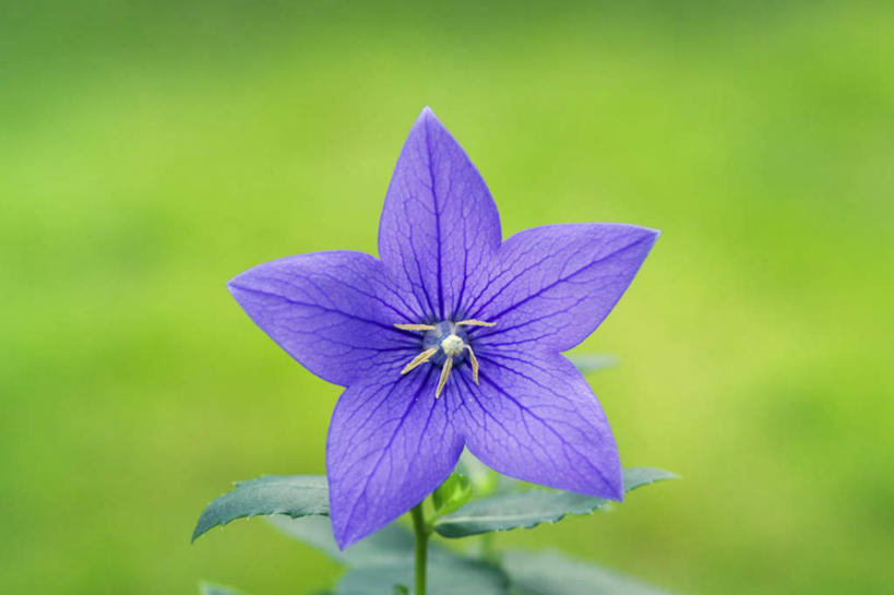 无人,横图,俯视,室外,特写,白天,美景,植物,朦胧,模糊,盛开,景观,风铃草,花,花瓣,花朵,花卉,鲜花,一朵,紫色,自然,花蕊,健康,景色,可爱,钟花,自然风光,温柔,瓦筒花,彩图,高角度拍摄