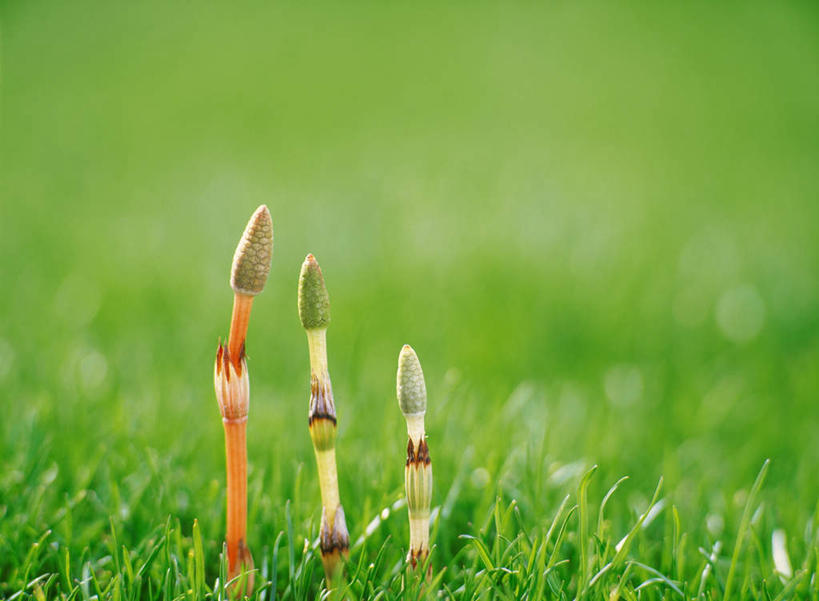 无人,横图,俯视,室外,特写,白天,草地,草坪,美景,植物,静物,一排,阴影,朦胧,模糊,整齐,光线,影子,景观,草,排列,三个,绿色,阳光,自然,景色,队列,自然风光,问荆,接续草,公母草,搂接草,空心草,马蜂草,猪鬃草,黄蚂草,节节草,接骨草,彩图,高角度拍摄