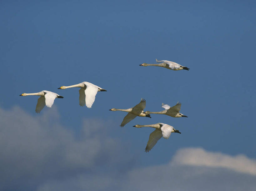 无人,横图,室外,白天,仰视,鸟,野生动物,天鹅,北海道,日本,亚洲,一排,许多,飞翔,伸展,张开,展翅,阴影,整齐,飞行,光线,翅膀,鸟类,影子,云,云朵,翱翔,云彩,飞舞,排列,蓝色,白云,蓝天,天空,阳光,动物,天,可爱,晴朗,队列,东亚,张开翅膀,日本国,北海道地方,北海道岛,遨游,漫游,展开翅膀,晴空,鹄,彩图,低角度拍摄