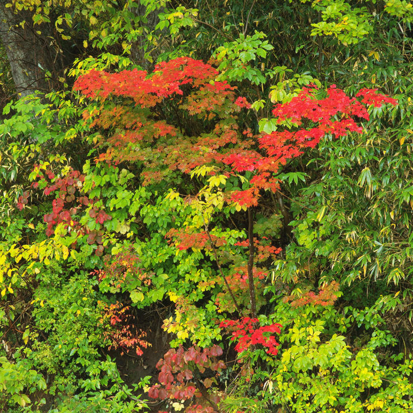 无人,方图,室外,白天,正面,旅游,度假,美景,秋季,森林,树林,植物,秋田县,日本,亚洲,景观,娱乐,树,树木,红色,绿色,自然,享受,休闲,景色,放松,生长,成长,自然风光,东亚,本州,本州岛,日本国,秋田,东北地方,秋,秋天,彩图