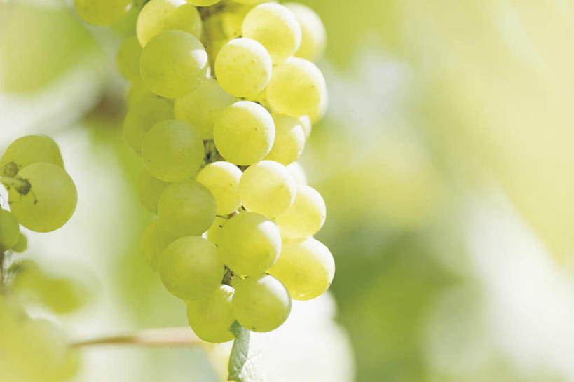 无人,横图,室内,特写,白天,正面,葡萄,水果,许多,阴影,朦胧,模糊,新鲜,反射,影子,生食,食品,果实,两串,食物,绿色,有机食品,绿色食品,山葫芦,蒲桃,草龙珠,彩图