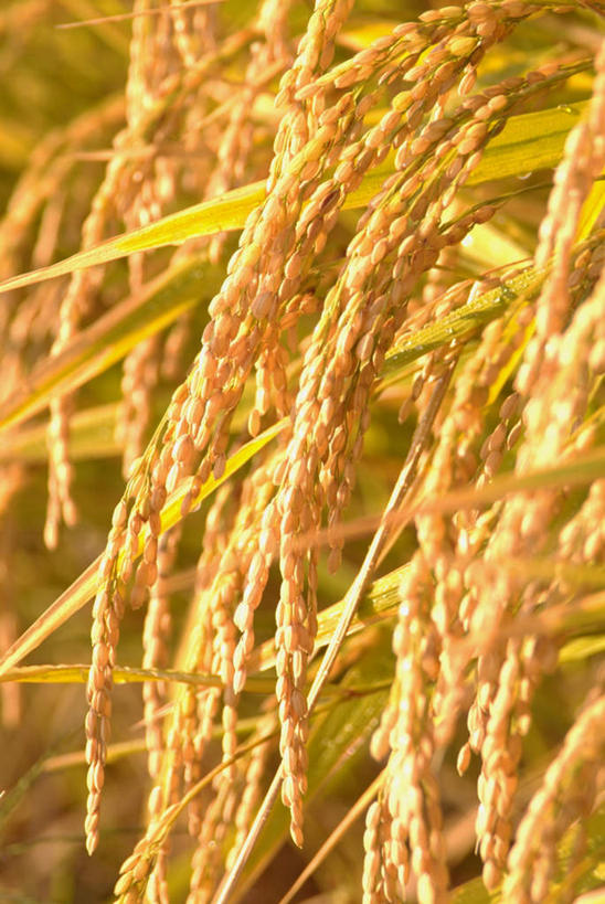 无人,农田,竖图,室外,特写,白天,正面,庄稼,农作物,小麦,阴影,光线,影子,谷物,黄色,阳光,稻谷,稻子,麦子,彩图,耕地,庄稼田