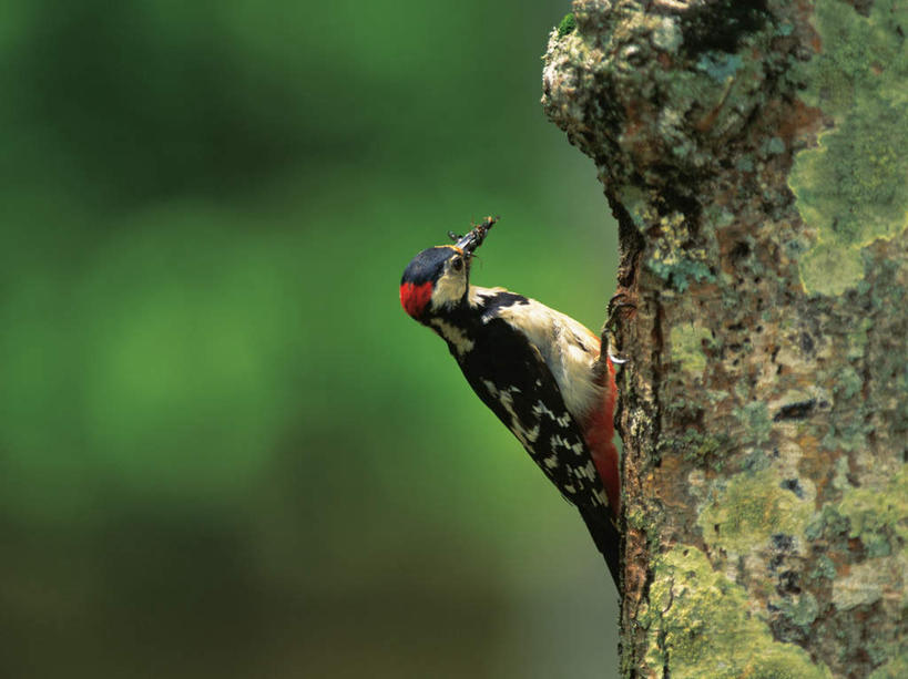 无人,站,横图,室外,特写,白天,正面,植物,鸟,啄木鸟,叶子,北海道,日本,亚洲,朦胧,模糊,鸟类,绿叶,树,树干,树木,一只,绿色,自然,站着,嫩叶,生长,成长,东亚,日本国,北海道地方,北海道岛,叶,叶片,站立,半身,彩图