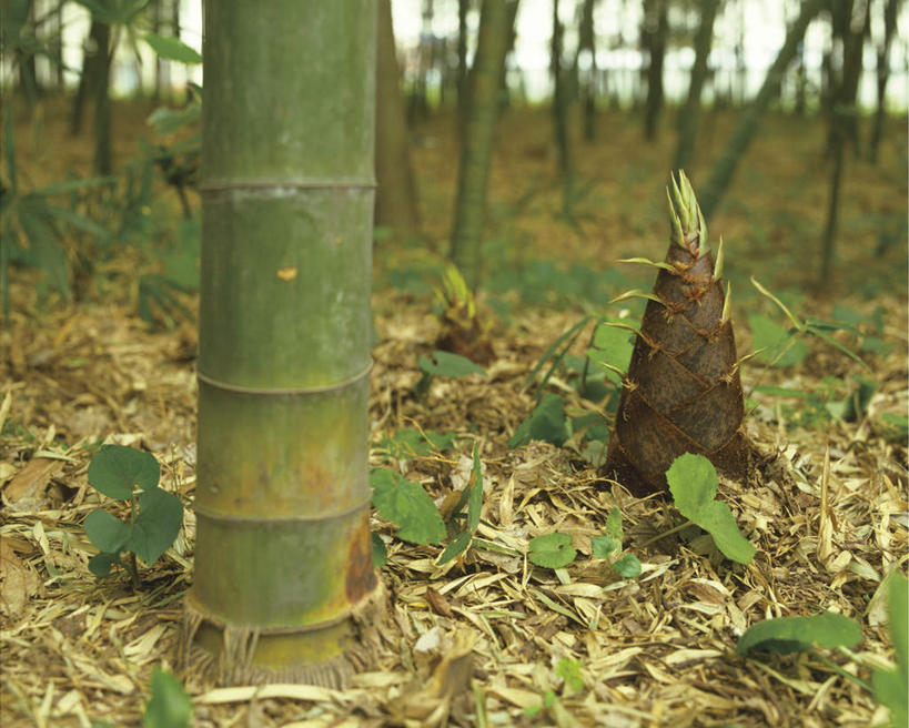无人,横图,室外,白天,正面,旅游,度假,草地,草坪,美景,植物,竹子,神奈川,日本,亚洲,景观,竹笋,神奈川县,娱乐,笋,草,树,树木,绿色,自然,享受,休闲,景色,放松,生长,成长,自然风光,东亚,本州,关东地方,本州岛,日本国,彩图