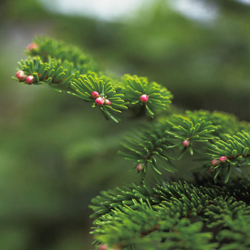 无人,方图,室外,特写,白天,正面,旅游,度假,美景,植物,叶子,朦胧,模糊,景观,绿叶,娱乐,树,树木,树枝,蓝色,绿色,蓝天,天空,自然,天,享受,休闲,嫩叶,景色,放松,冷杉,生长,晴朗,成长,枞树,自然风光,万里无云,叶,叶片,晴空,晴空万里,彩图