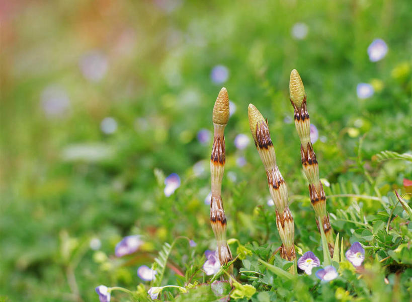 无人,横图,室外,特写,白天,正面,旅游,度假,草地,草坪,美景,植物,一排,朦胧,模糊,整齐,景观,娱乐,草,排列,三个,绿色,自然,享受,休闲,景色,放松,队列,自然风光,问荆,接续草,公母草,搂接草,空心草,马蜂草,猪鬃草,黄蚂草,节节草,接骨草,彩图