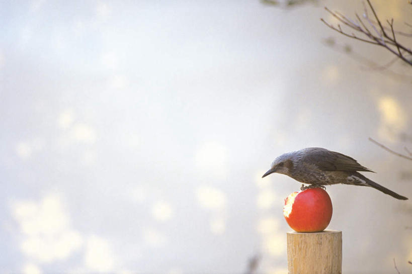 无人,站,横图,室外,特写,白天,侧面,植物,鸟,苹果,水果,新鲜,画眉,鸟类,生食,食品,果实,树桩,注视,树,树木,树枝,食物,一个,一只,绿色,自然,观察,看,站着,有机食品,绿色食品,生长,单个,成长,观看,察看,关注,虎鸫,金画眉,站立,彩图,全身