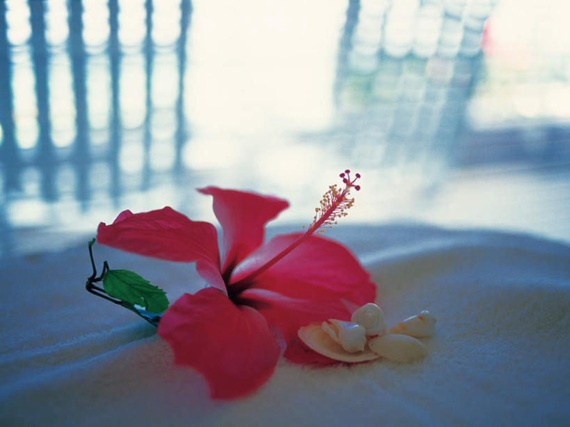无人,横图,俯视,室内,特写,白天,美景,植物,朦胧,模糊,盛开,纺织物,景观,花,花瓣,花朵,花卉,鲜花,一朵,红色,自然,毛巾,花蕊,清洁,景色,保暖,芙蓉,芙蓉花,自然风光,透气,防水,木芙蓉,拒霜花,地芙蓉,储水,耐磨,吸水,彩图,高角度拍摄