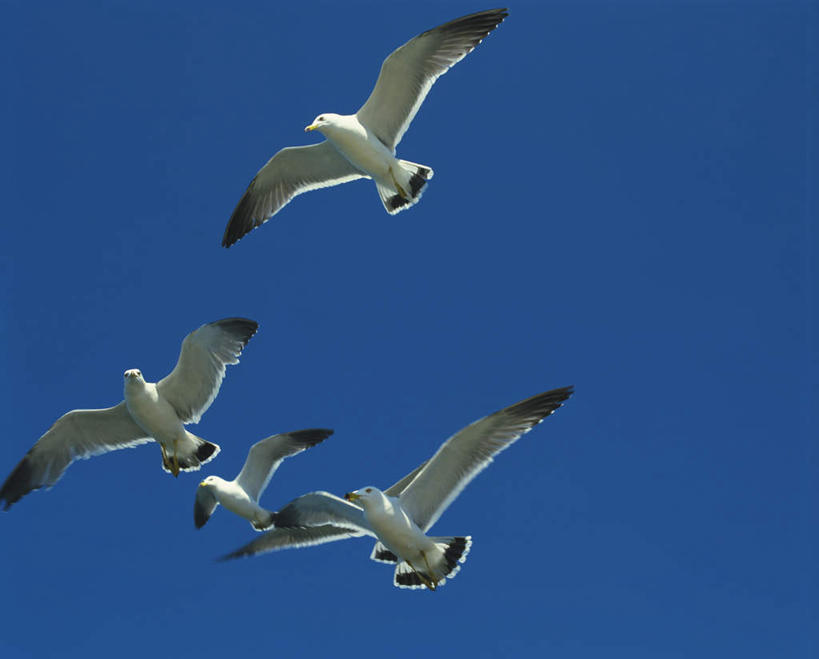 无人,横图,室外,特写,白天,仰视,鸟,野生动物,天鹅,北海道,日本,亚洲,四只,飞翔,伸展,张开,展翅,飞行,翅膀,鸟类,翱翔,注视,飞舞,蓝色,蓝天,天空,动物,天,观察,看,可爱,活泼,晴朗,观看,察看,关注,东亚,张开翅膀,万里无云,日本国,北海道地方,北海道岛,遨游,漫游,展开翅膀,晴空,晴空万里,鹄,彩图,低角度拍摄,全身