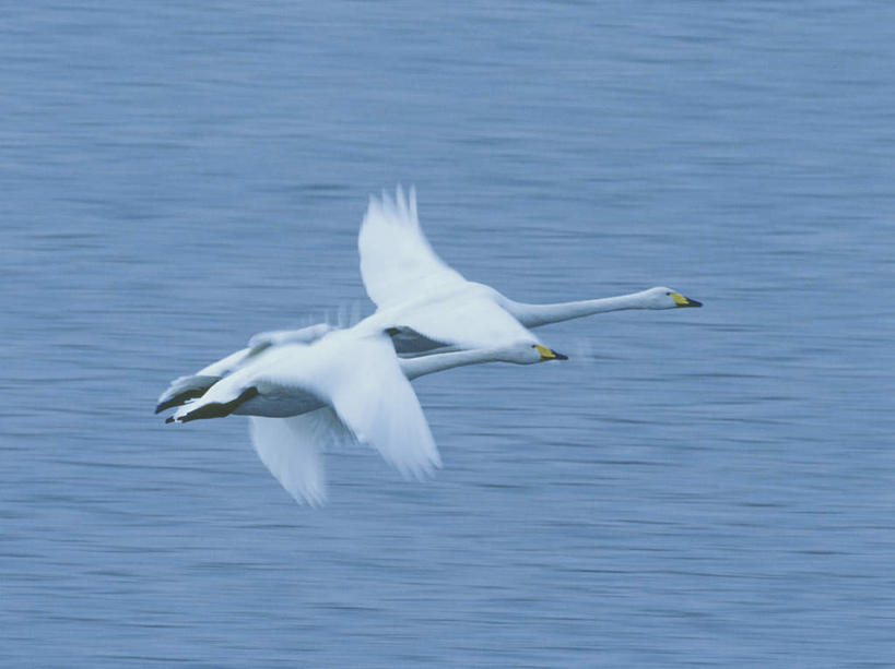 无人,横图,室外,白天,侧面,湖,湖泊,水,鸟,野生动物,天鹅,北海道,日本,亚洲,飞翔,伸展,张开,展翅,飞行,翅膀,鸟类,湖面,水流,水面,翱翔,注视,飞舞,动物,湖水,观察,看,两只,可爱,活泼,观看,察看,关注,东亚,张开翅膀,日本国,北海道地方,北海道岛,遨游,漫游,展开翅膀,鹄,彩图,全身