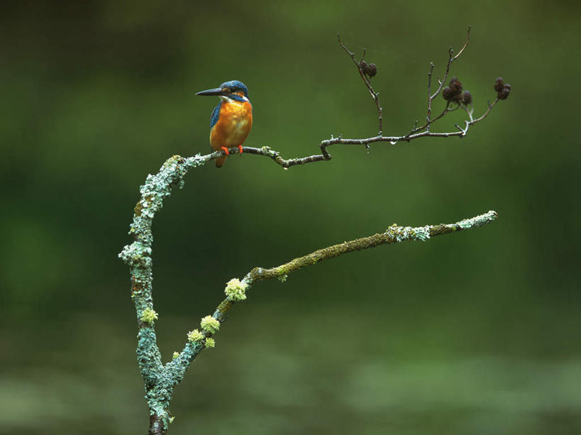 无人,站,横图,室外,特写,白天,正面,美景,翠鸟,鸟,野生动物,朦胧,模糊,鸟类,景观,树枝,一只,自然,动物,站着,景色,可爱,活泼,自然风光,鱼虎,鱼狗,大翠鸟,站立,彩图,全身