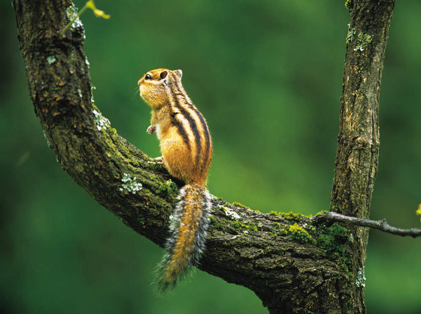 无人,站,横图,室外,白天,侧面,植物,野生动物,北海道,日本,亚洲,树,树干,树木,一只,绿色,自然,动物,松鼠,站着,可爱,活泼,生长,成长,东亚,花栗鼠,日本国,北海道地方,北海道岛,站立,彩图,全身