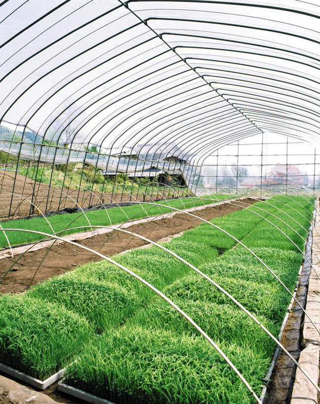 无人,菜园,农场,竖图,室外,白天,正面,畜牧业,牧场,农作物,田园,叶子,一排,许多,整齐,暖棚,谷物,水稻,绿叶,稻,排列,嫩叶,队列,畜牧,菜棚,田庄,牧业,叶,叶片,彩图