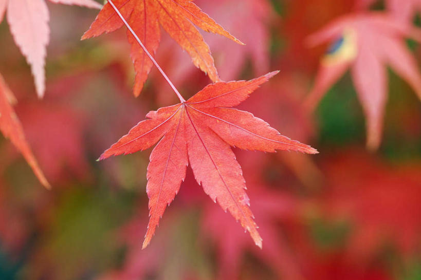 无人,横图,室外,特写,白天,正面,旅游,度假,美景,枫树,叶子,朦胧,模糊,景观,枫叶,枯叶,落叶,娱乐,黄色,红色,自然,享受,休闲,景色,放松,枫树叶,自然风光,槭树,糖枫,糖槭,糖槭树,叶,叶片,彩图