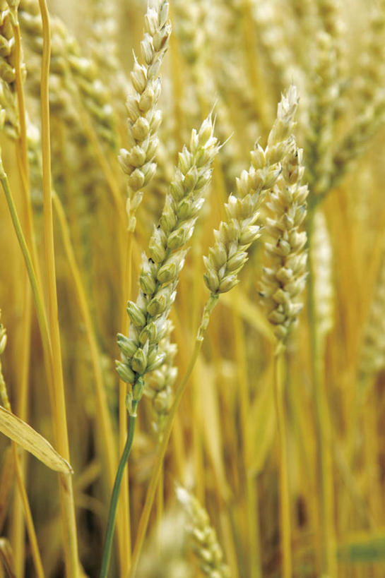 无人,农田,竖图,室外,特写,白天,正面,庄稼,农作物,小麦,美景,景观,谷物,自然,稻谷,稻子,景色,麦子,自然风光,彩图,耕地,庄稼田