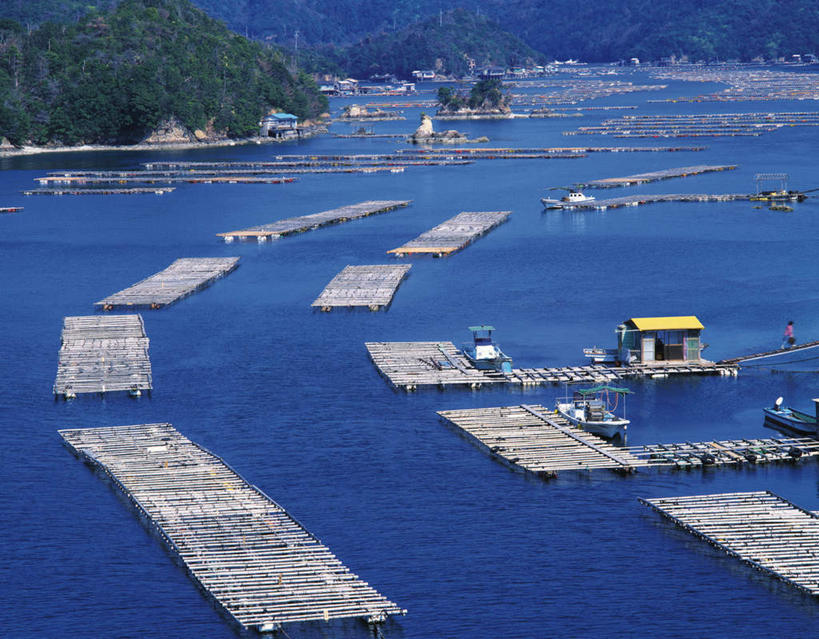 无人,横图,俯视,室外,白天,旅游,度假,海浪,海洋,美景,森林,树林,植物,日本,亚洲,一排,整齐,景观,浪花,娱乐,树,树木,排列,绿色,自然,海水,交通工具,享受,休闲,景色,放松,生长,成长,舟,队列,自然风光,载具,海景,东亚,本州,三重县,本州岛,日本国,近畿地方,近畿,三重,大海,风浪,海,海水的波动,近岸浪,涌浪,彩图,高角度拍摄