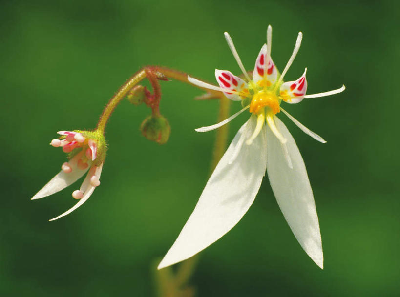 无人,横图,室外,特写,白天,正面,植物,虎耳草,叶子,朦胧,模糊,盛开,绿叶,花,花瓣,花朵,花卉,鲜花,两朵,白色,花蕊,嫩叶,坚持,持续,叶,叶片,老虎草,金线吊芙蓉,金丝荷叶,彩图