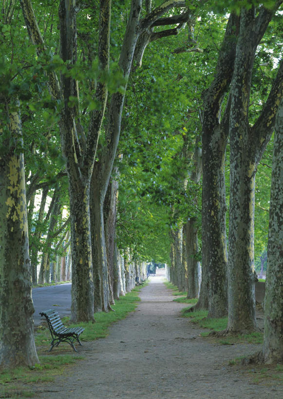 无人,竖图,室外,白天,正面,旅游,度假,美景,森林,树林,植物,意大利,欧洲,一排,整齐,景观,娱乐,树,树木,排列,绿色,自然,享受,休闲,景色,放松,生长,成长,托斯卡纳,队列,南欧,自然风光,意大利共和国,托斯卡纳大区,卢卡,彩图