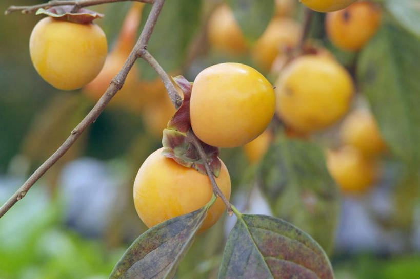 无人,横图,室外,特写,白天,仰视,柿子,水果,叶子,朦胧,模糊,新鲜,生食,食品,果实,绿叶,树枝,食物,橙色,嫩叶,有机食品,绿色食品,叶,叶片,彩图,低角度拍摄